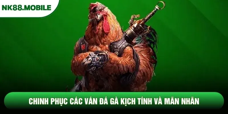 Chinh phục các ván đá gà kịch tính và mãn nhãn Chinh phục các ván đá gà kịch tính và mãn nhãn