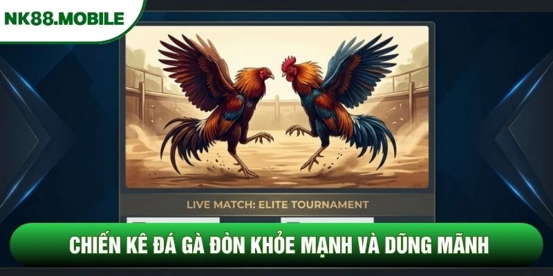 Chiến kê đá gà đòn khỏe mạnh và dũng mãnh