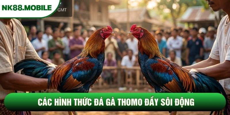 Các hình thức đá gà Thomo đầy sôi động