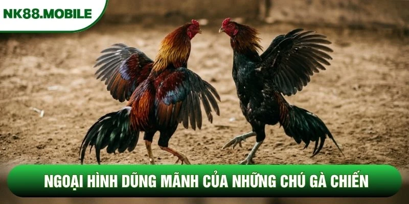 Ngoại hình dũng mãnh của những chú gà chiến