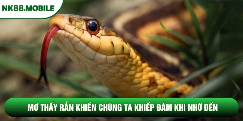 Mơ thấy rắn khiến chúng ta khiếp đảm khi nhớ đến